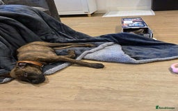 Mixed Breed dogs for sale: ROXY CUTE FAMILY DOG - Image 1