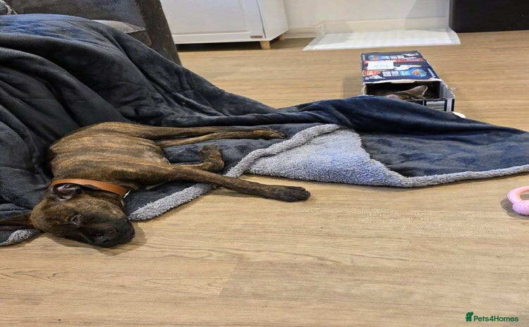 Mixed Breed dogs - Advert 4