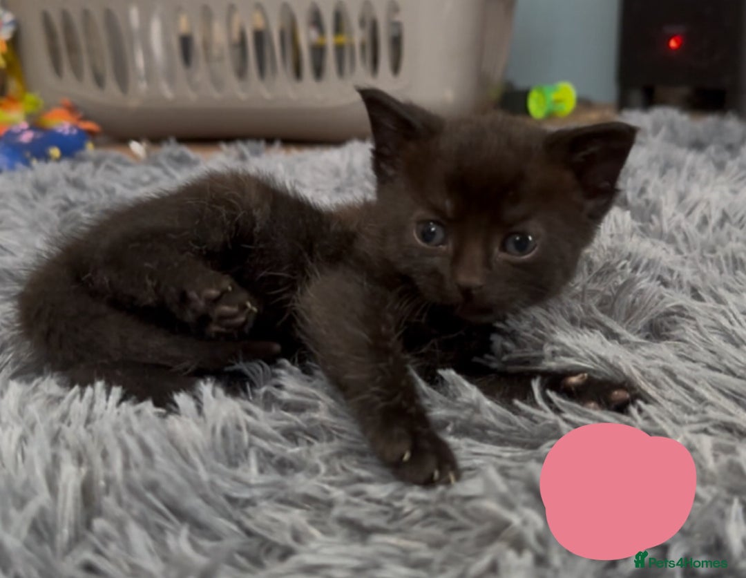 Mixed Breed cats for sale: 4 Adorable kittens left  - Image 3