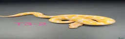 Snake reptiles for sale: Hatchling ball/royal pythons  - Advert 9