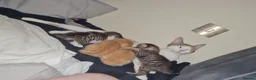 Mixed Breed cats for sale: 2 Playful Mixed kittens in Harrow - Advert 2