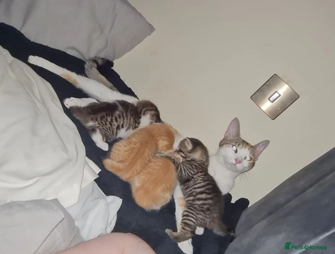Mixed Breed cats for sale: 2 Playful Mixed kittens in Harrow - Advert 2