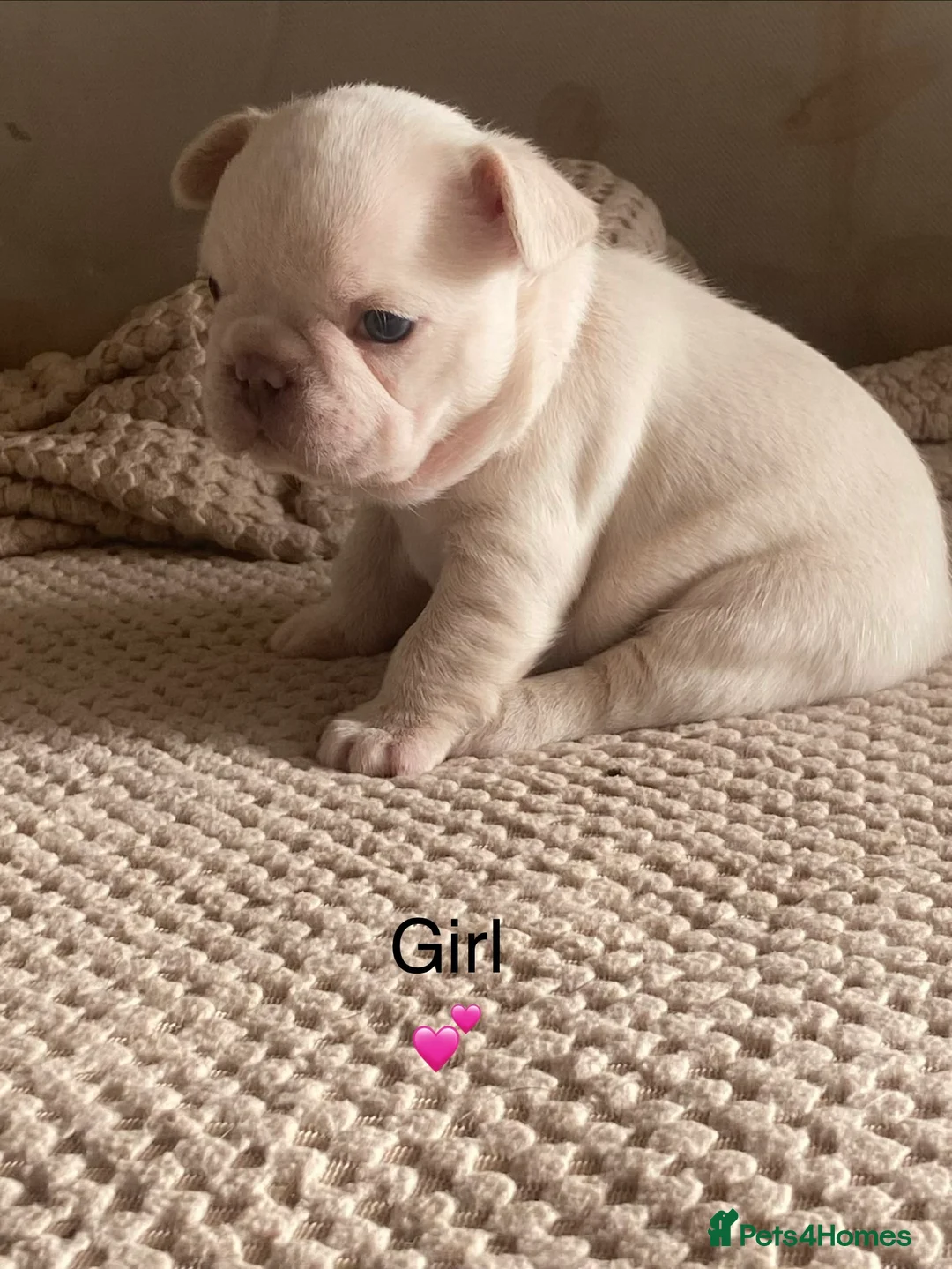 French Bulldog dogs for sale: 5 French bulldogs puppy’s  - Advert 8
