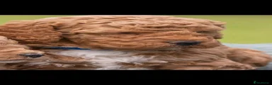 Australian Labradoodle 1