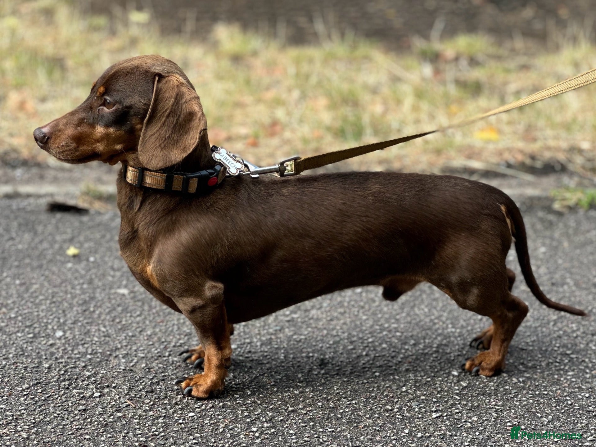 Miniature Dachshund dogs Barney chocolate and tan stud  - Advert 1