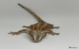 Gecko reptiles for sale: Gargoyle Geckos  - Image 2