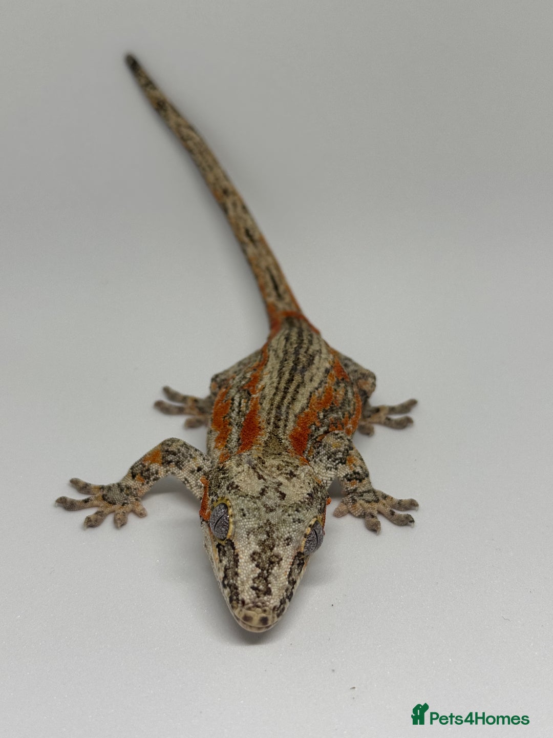 Gecko reptiles for sale: Gargoyle Geckos  - Image 2