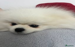 Pomeranian dogs for sale: Pomeranian white - Image 6