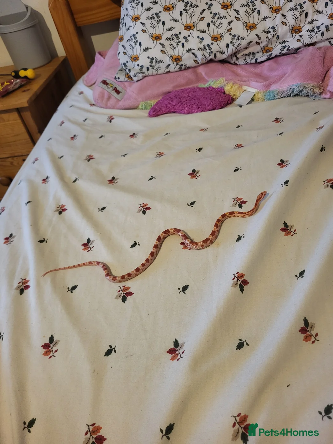 Python Snake reptiles for sale: 2 pythons 1 corn snake  - Advert 2