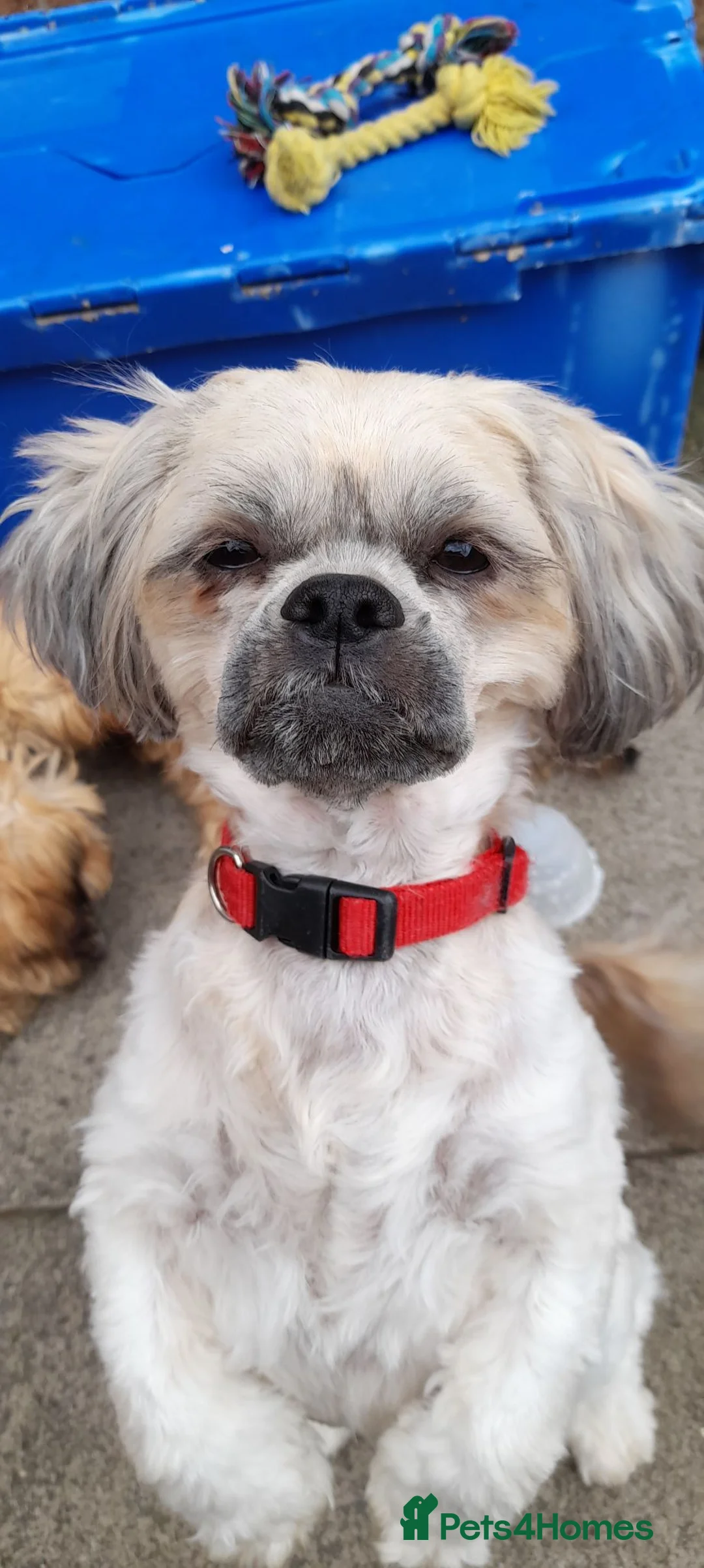 Shih Tzu dogs for sale: MONKEY: a female Shi Tzu. 4 years old - Advert 14