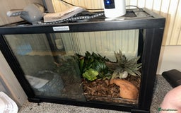 Corn Snake reptiles for sale: Corn Snake - Image 5