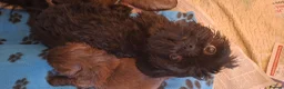 Shih Tzu dogs for sale: 5 beautiful KC reg shih Tzu puppies  - Advert 8