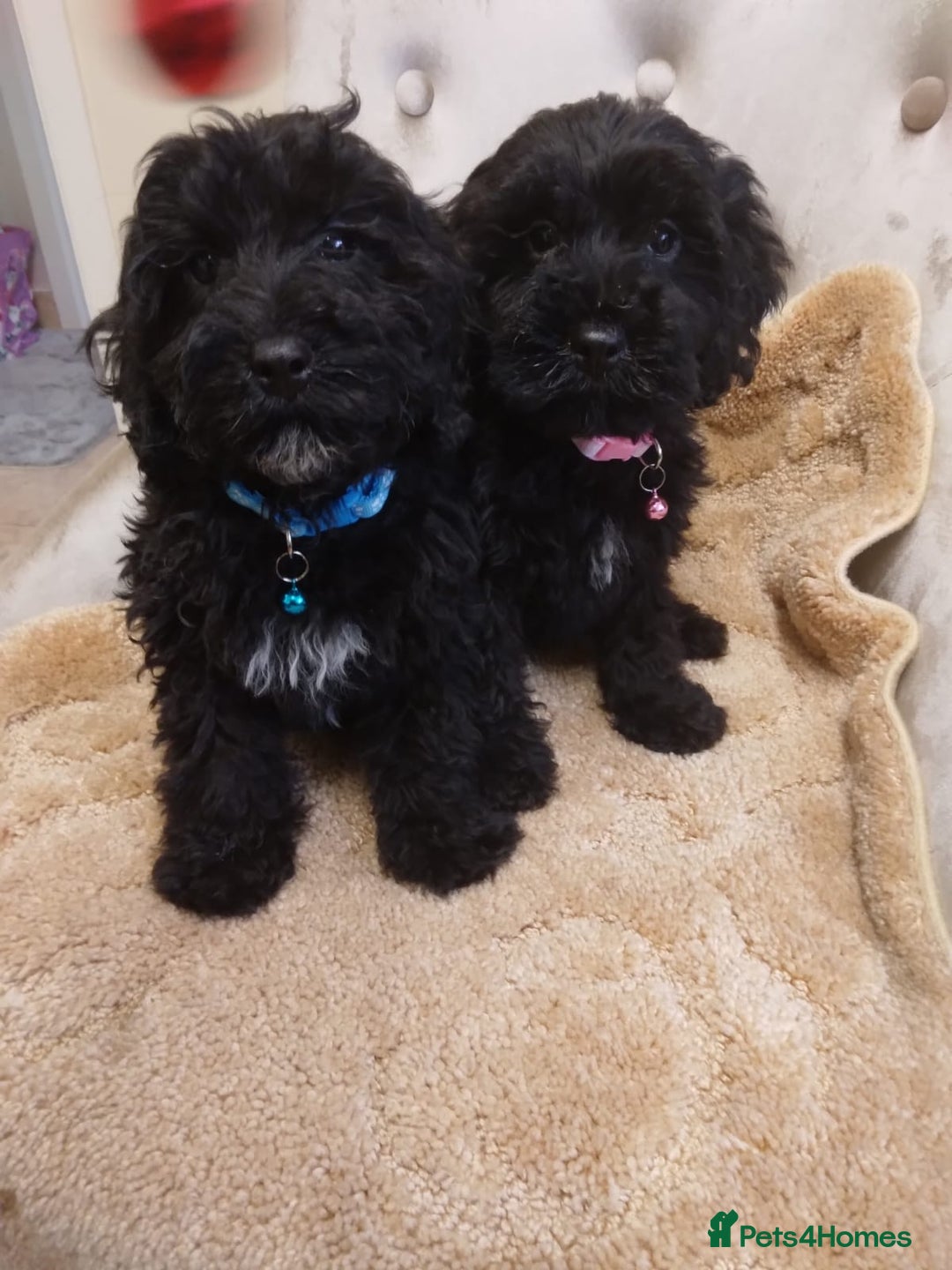 Cockapoo dogs for sale: Cockapoo - Advert 4