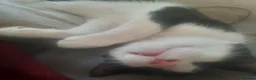 Mixed Breed cats for sale: Beautiful house cats - Advert 3