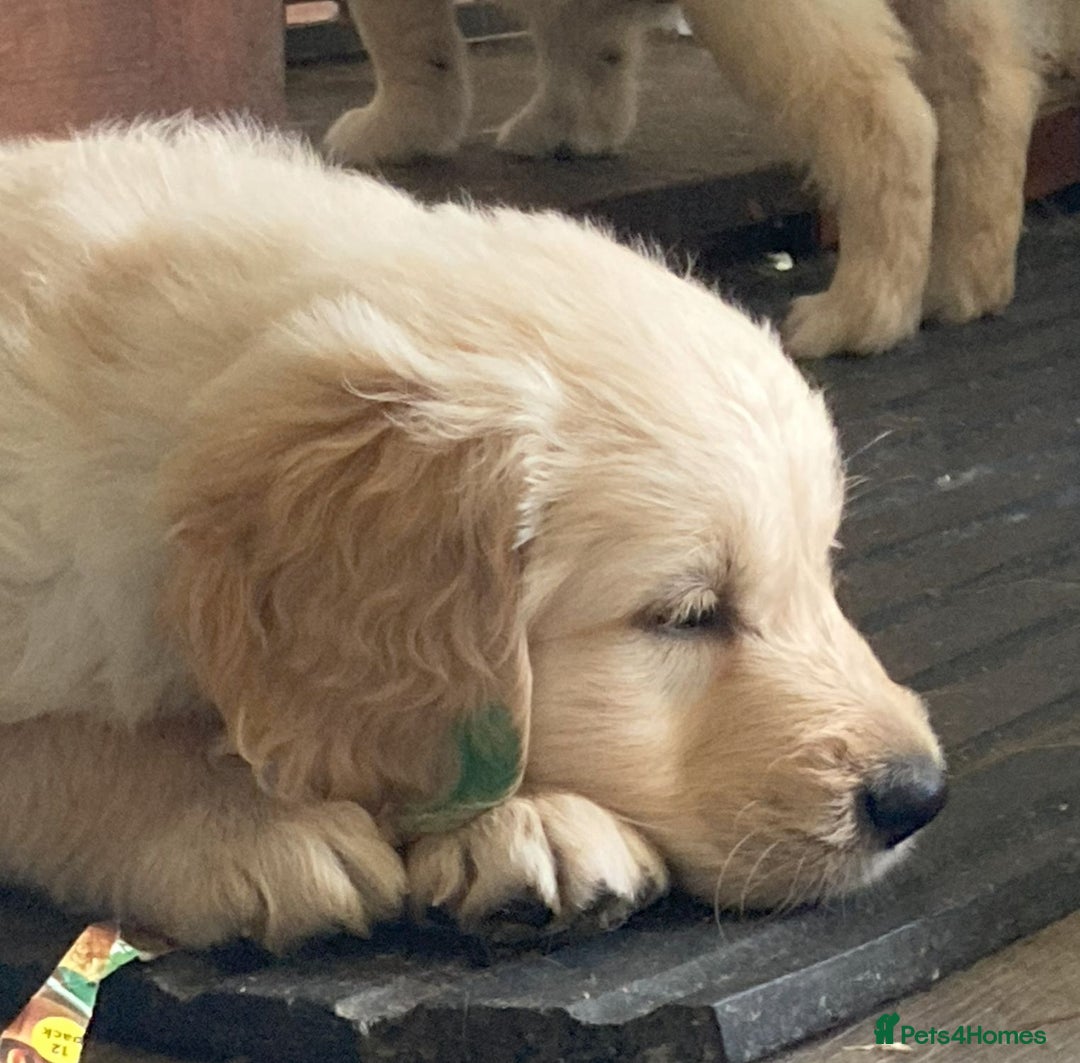 Golden Retriever dogs for sale: Fyffrind Meadow (Miss Purple)  - KC Reg. Goldies from a 5 Star Registered Breeder  - Image 24