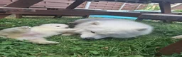 Samoyed dogs for sale: 2 Samoyed Puppies Looking for Their Forever Homes in Craven Arms - Advert 12