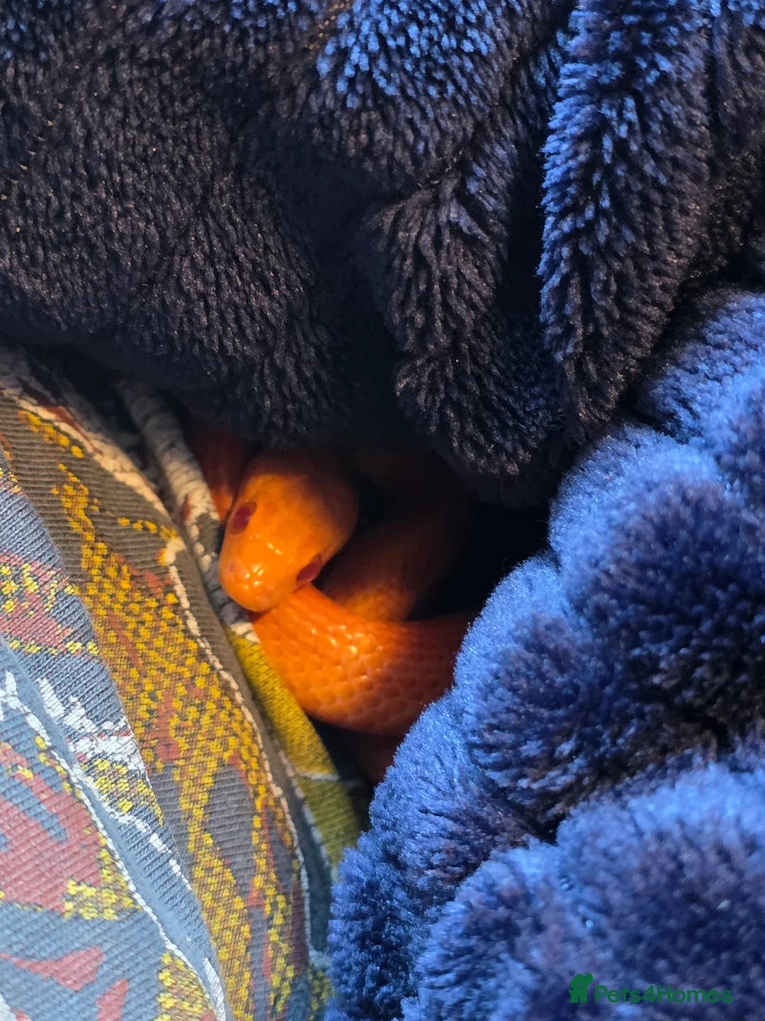 Corn Snake reptiles for sale: Pete- the Fire Stripe Cornsnake  in Nottingham - Advert 21