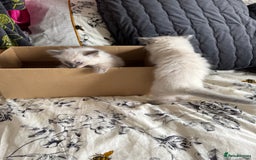 Ragdoll cats for sale: Adorable Ragdoll baby’s  - Image 25