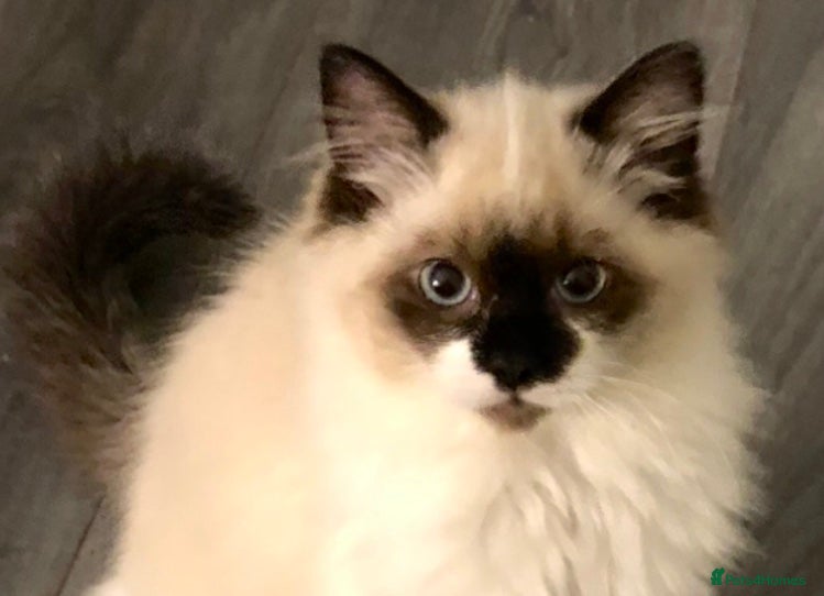 Ragdoll cats Last Stunning Full Pedigree Ragdoll Baby Ready Now - Advert 9