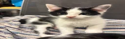 Mixed Breed cats for sale: Kittens  - Advert 12