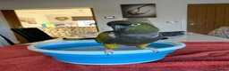Parrots birds for sale: Patagonian Conure  - Advert 8