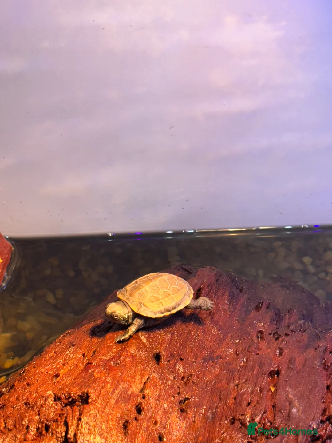 Turtle reptiles for sale: Reeves turtles  in Norwich - Advert 2