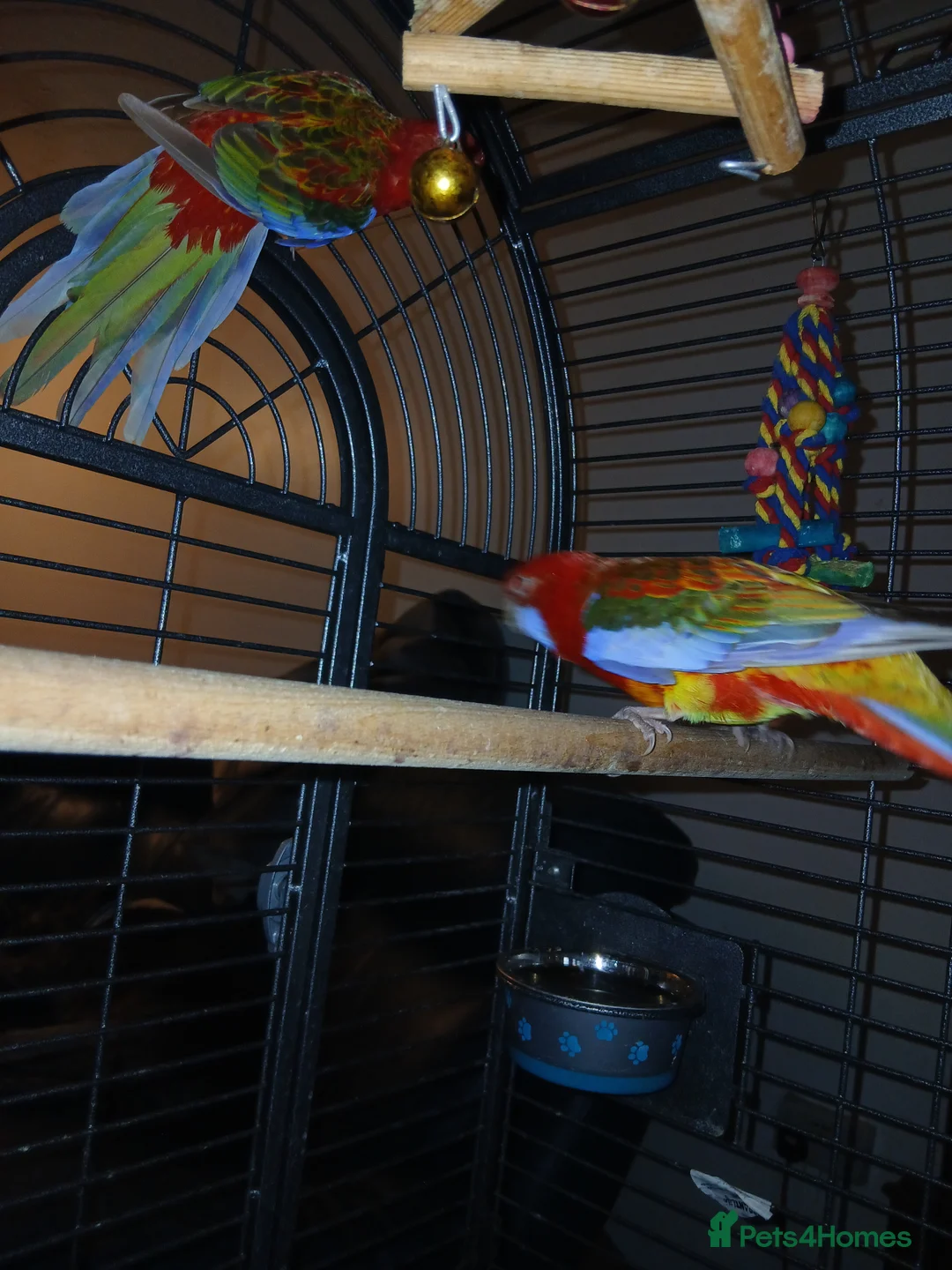Parrots birds for sale: Pair rosella pennants - Advert 2