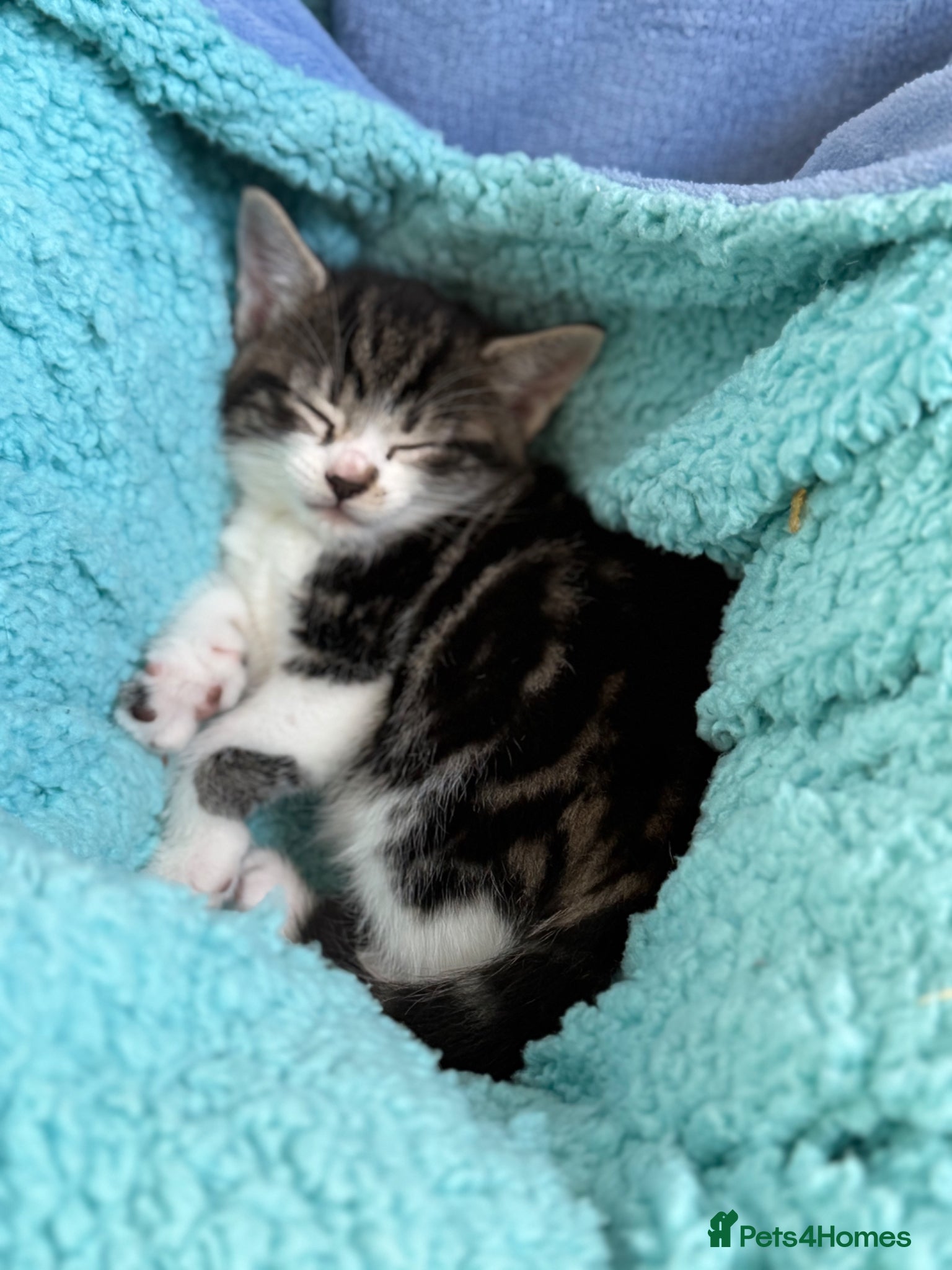 Domestic Shorthair cats 3 Male Kittens - Advert 3