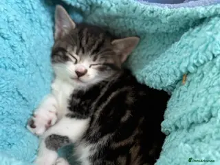 Domestic Shorthair cats 3 Male Kittens - Advert 4