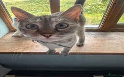 Mixed Breed cats for sale: Male Kitten for sale!  - Image 2