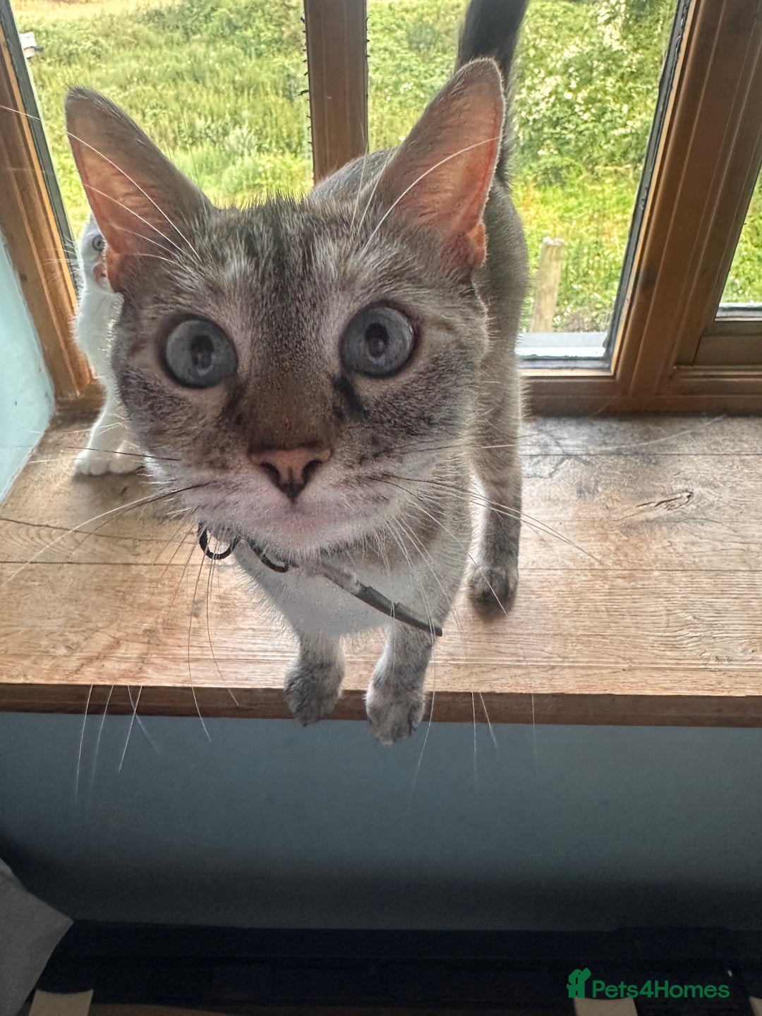 Mixed Breed cats for sale: Male Kitten for sale!  - Image 2