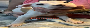 American Bulldog orange collar 
