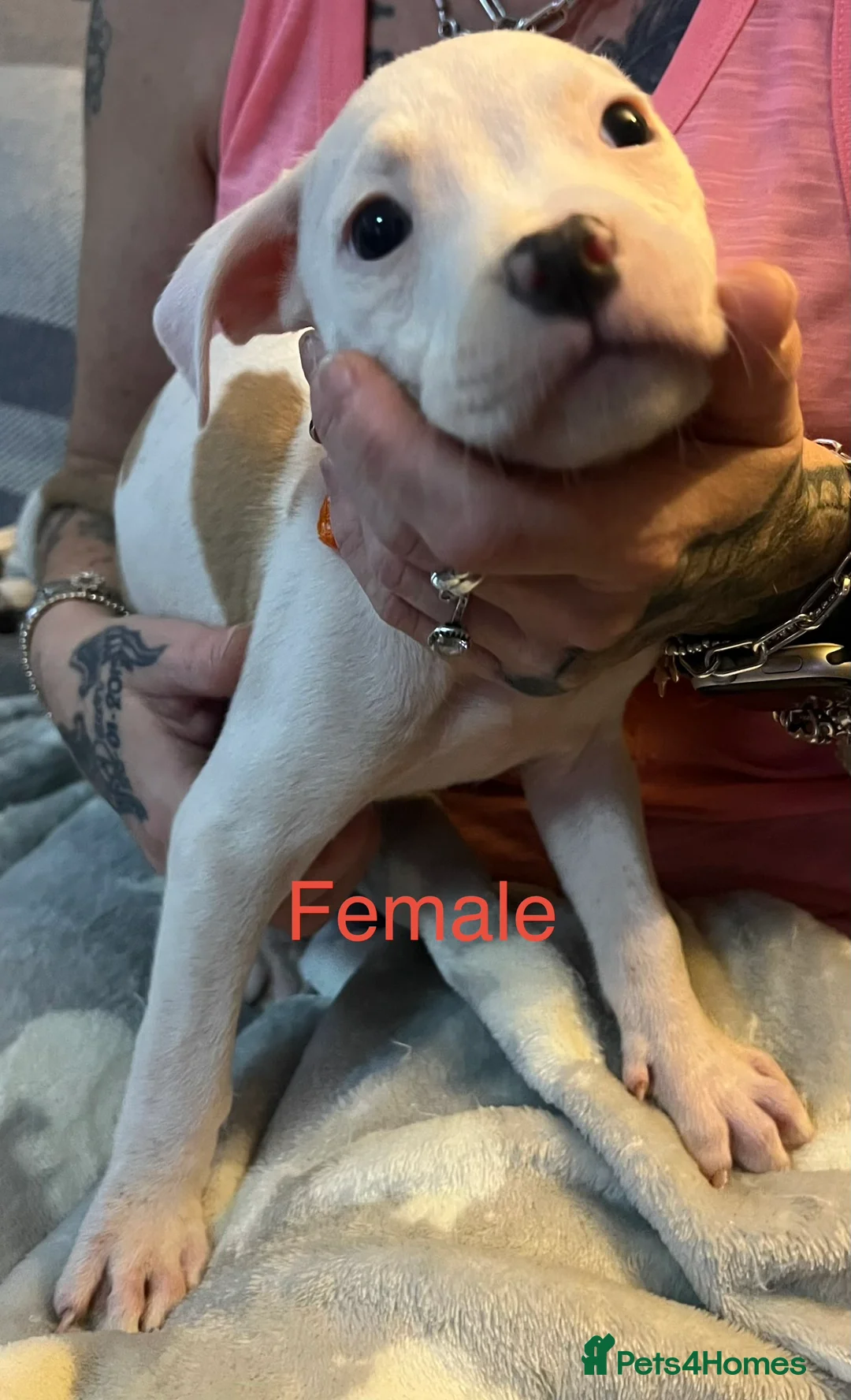 American Bulldog dogs for sale: American bulldog puppies  - Advert 2