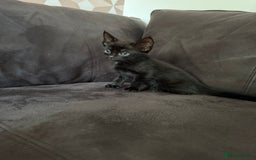Bengal cats for sale: Kittens - Image 16
