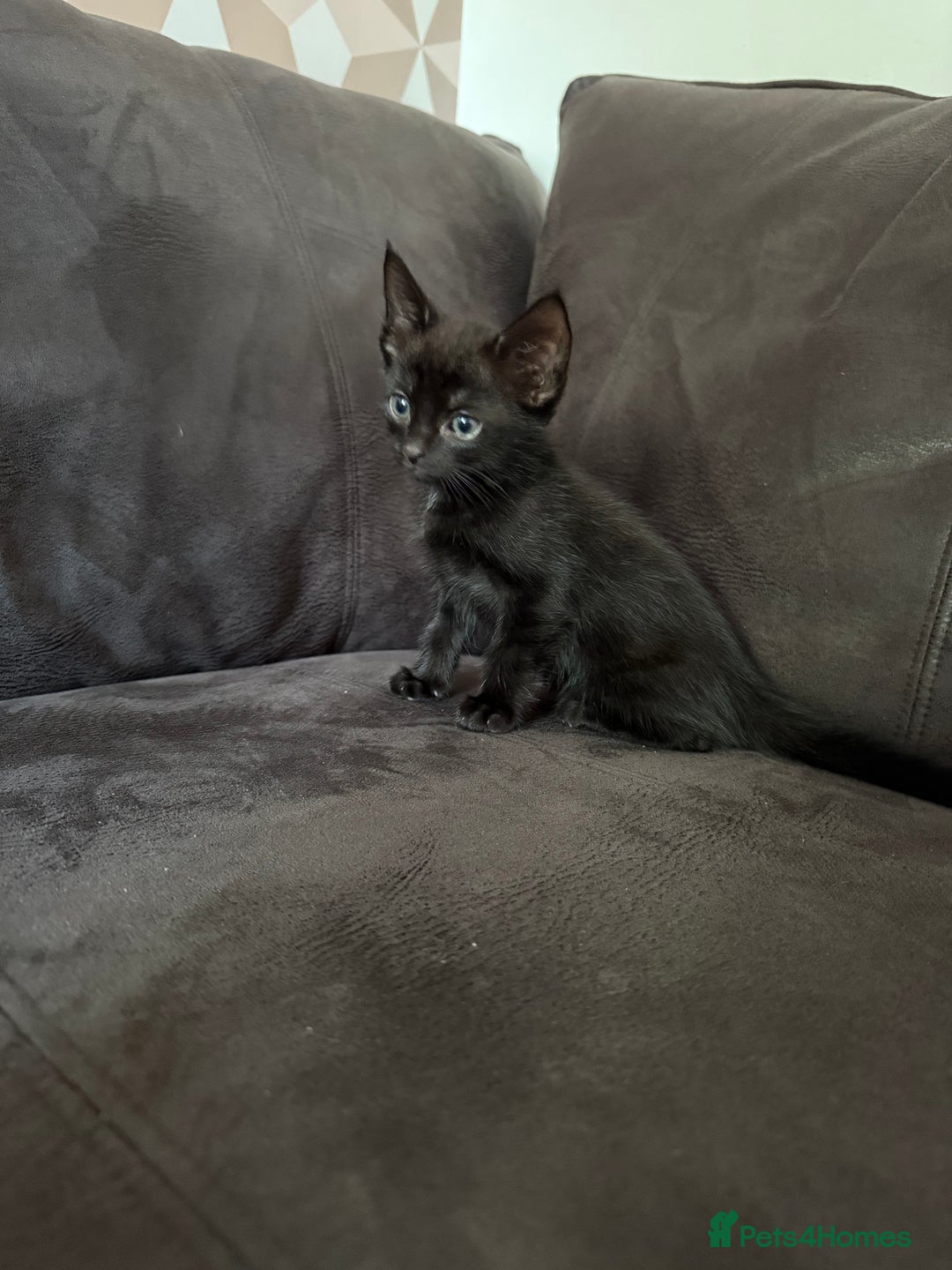 Bengal cats for sale: Kittens - Image 16