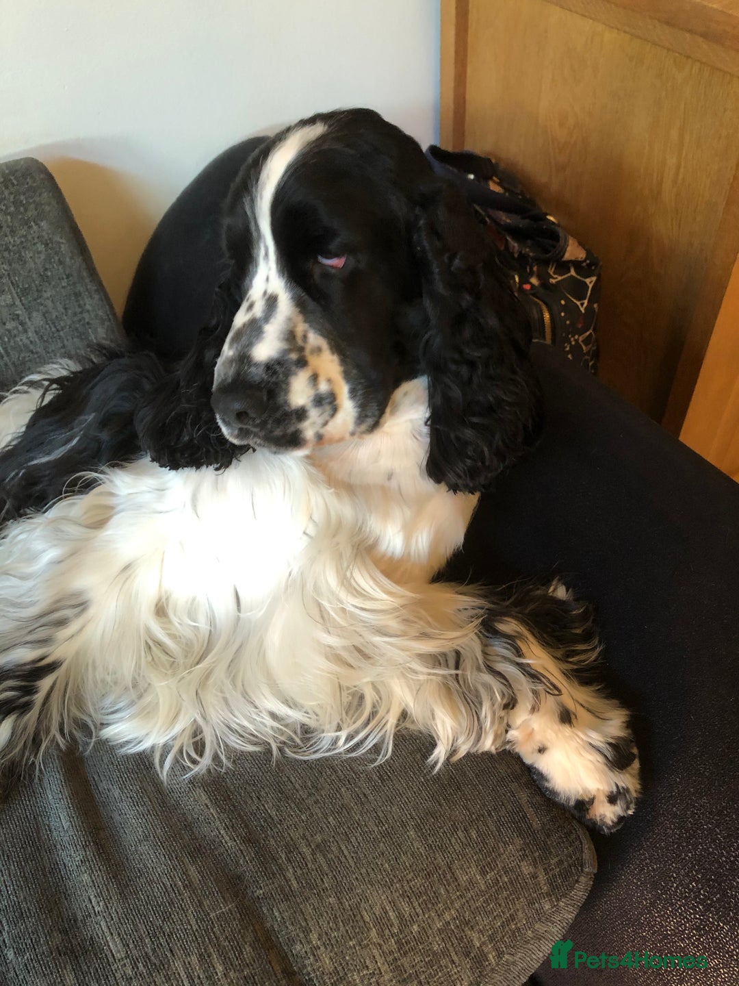 Cocker Spaniel dogs for stud: Full Show cocker spaniel Stud fully health tested  - Advert 11