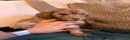 Cockapoo dogs for sale: F1B chocolate cockapoos  - Advert 5