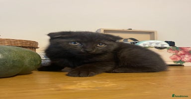 Scottish Fold cats - Advert 3