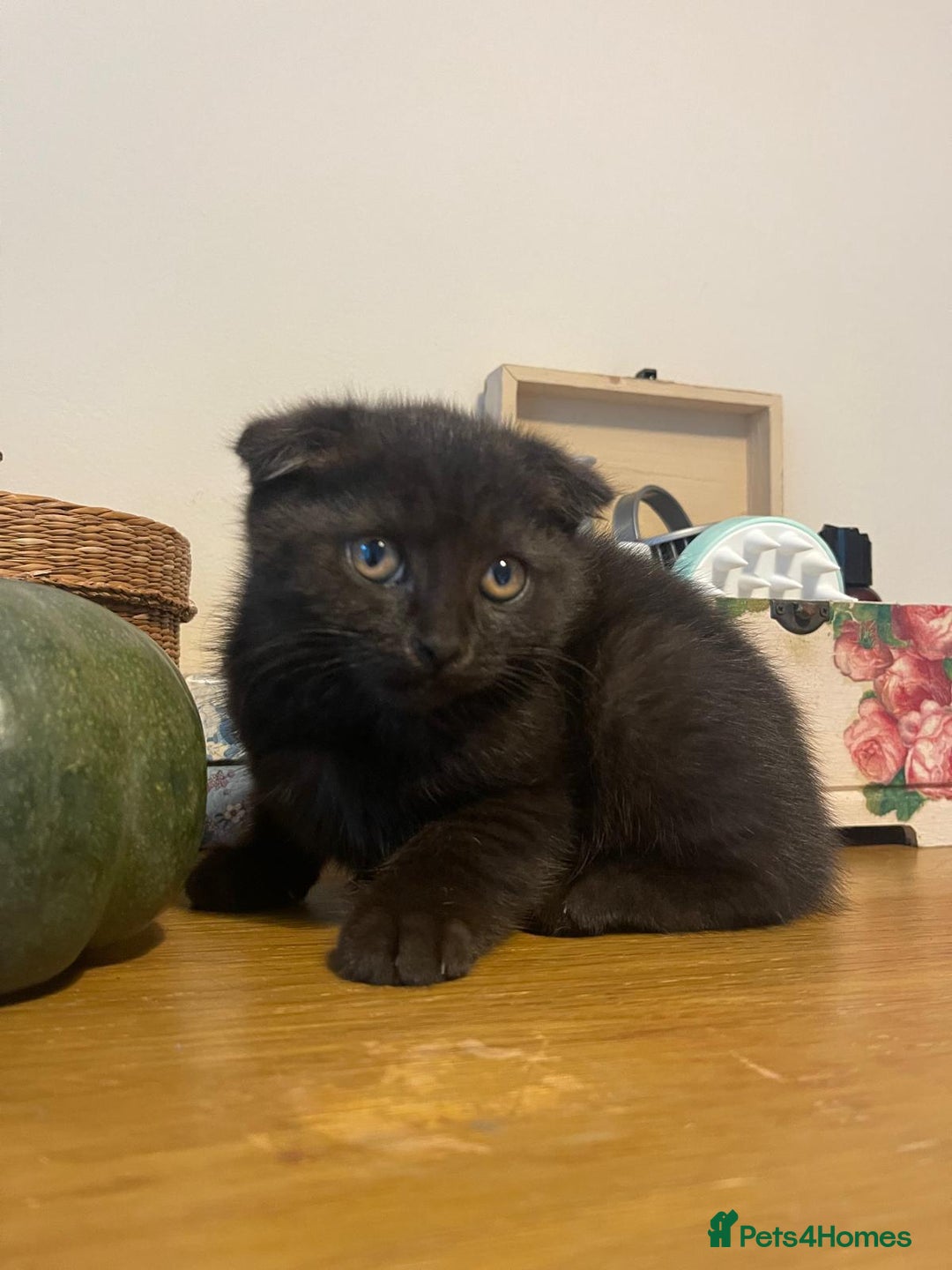 Scottish Fold cats for sale: Scotish fold female and male kittens - Image 3