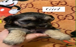 Bichon Frise dogs for sale:  ** s for  **  from your family  - Image 2