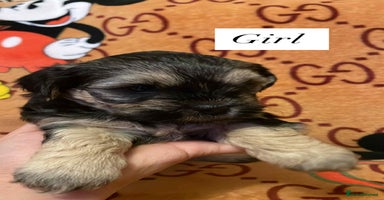 Bichon Frise dogs - Advert 12