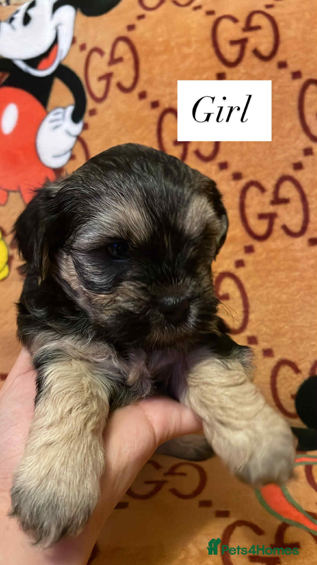 Bichon Frise dogs for sale:  ** s for  **  from your family  - Image 2