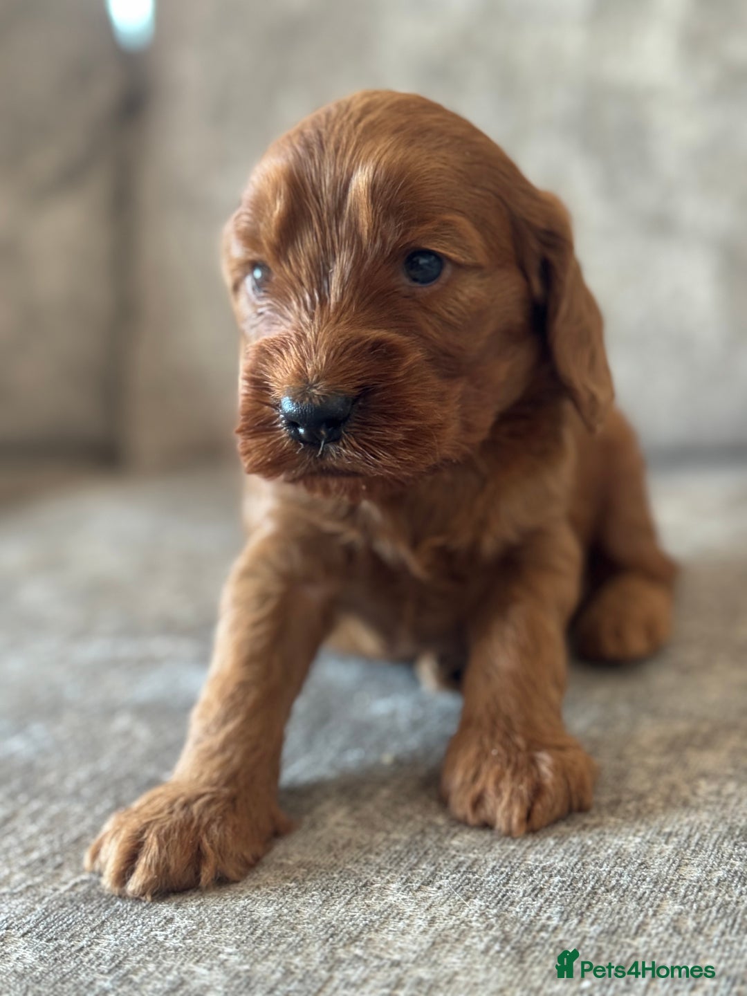 Cockapoo dogs for sale: BEAUTIFUL RED COCKAPOO PUPS HEALTH TESTED PARENTS - Advert 27