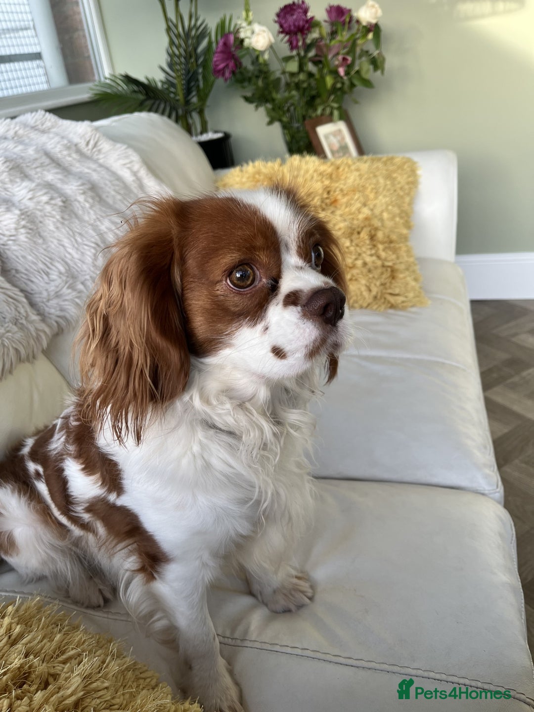 Cavalier King Charles Spaniel dogs for stud: Chocolate KC Health Tested Blenheim Stud - Advert 12