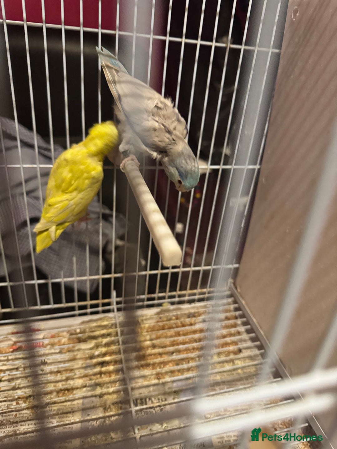 Parrots birds for sale: Parrotlet for sale  - Image 3