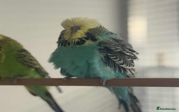 Budgerigars birds for sale: Selection of Budgies’s  - Advert 7