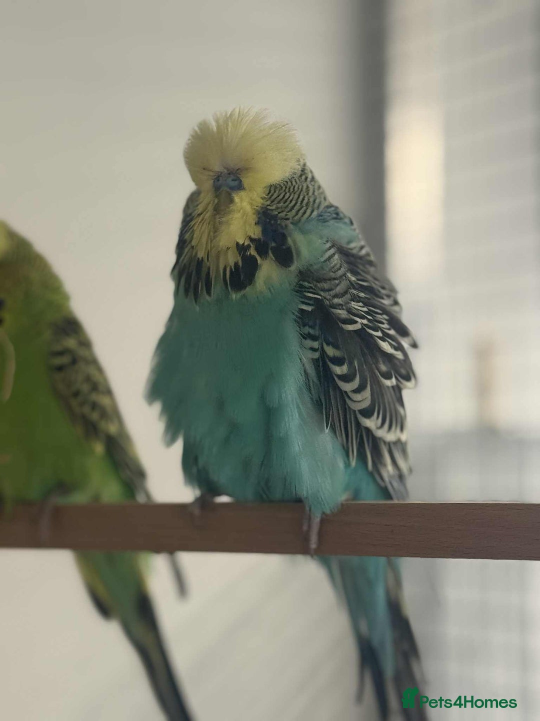 Budgerigars birds for sale: Selection of Budgies’s  - Advert 7