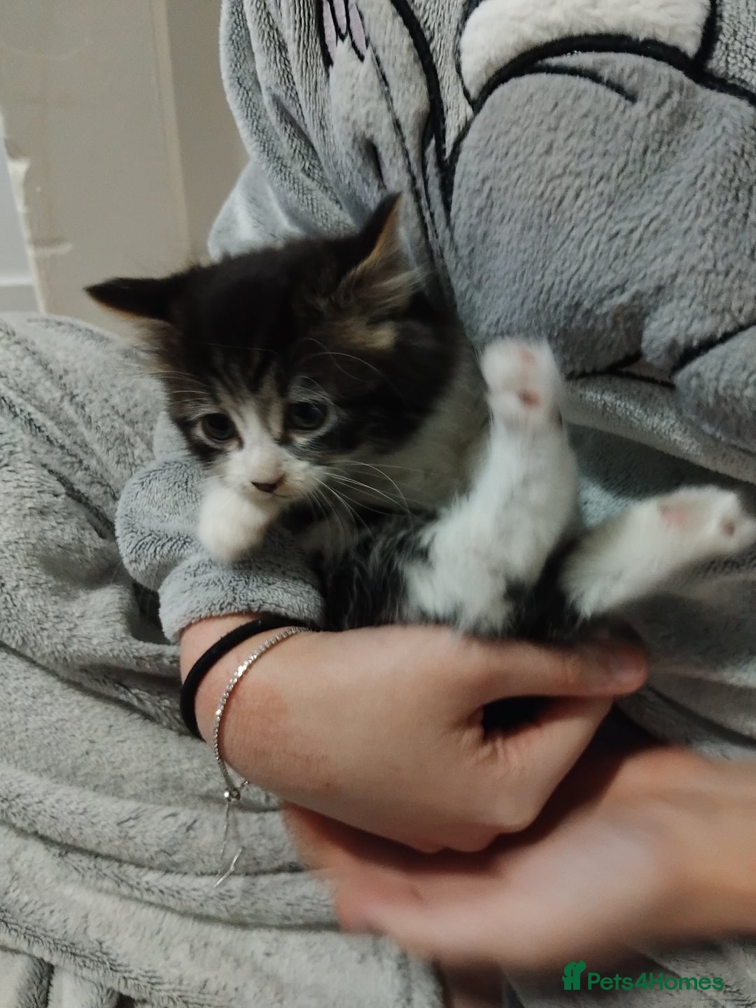 Mixed Breed cats for sale: Kittens  - Advert 6