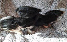 Miniature Schnauzer dogs for sale: Miniature Schnauzer beauties - Image 14