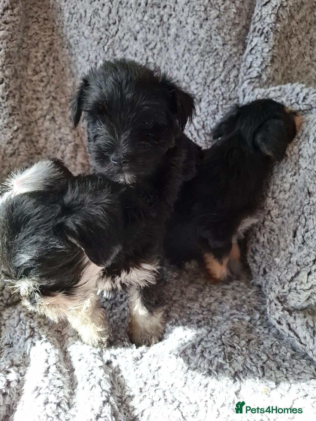 Miniature Schnauzer dogs for sale: Miniature Schnauzer beauties - Image 14